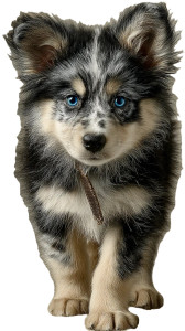 Fluffy Blue Puppy Vinyl Car Decal Sticker – Waterproof & UV-Resistant Fluffy Blue Puppy Vinyl Car Decal Sticker – Waterproof & UV-Resistant