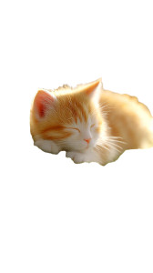 Sleeping Ginger Kitten V3 Vinyl Car Decal Sticker – Waterproof & UV-Resistant 