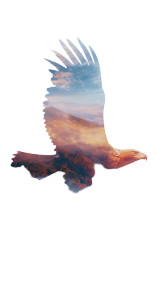 Majestic Eagle Silhouette V6 Vinyl Car Decal Sticker – Waterproof & UV-Resistant 