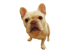 French Bulldog Puppy V2 Vinyl Car Decal Sticker – Waterproof & UV-Resistant 