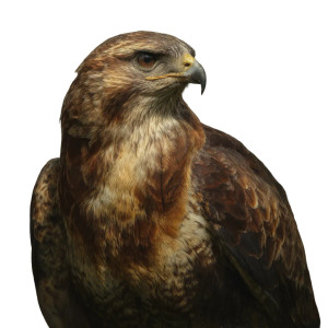 Buzzard Vinyl Car Decal Sticker – Waterproof & UV-Resistant 