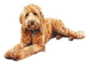 Golden Doodle Drawing Vinyl Car Decal Sticker – Waterproof & UV-Resistant 