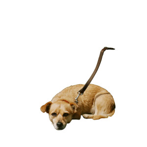 Abandoned Small Dog Vinyl Car Decal Sticker – Waterproof & UV-Resistant 