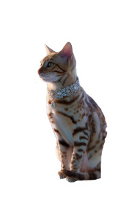 Bengal Cat Royalty Vinyl Car Decal Sticker – Waterproof & UV-Resistant 