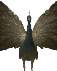 Majestic Peacock Display V3 Vinyl Car Decal Sticker – Waterproof & UV-Resistant 