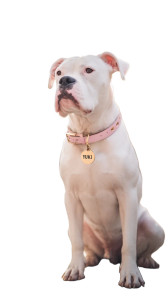 Fashionable Bulldog Yuki Vinyl Car Decal Sticker – Waterproof & UV-Resistant 