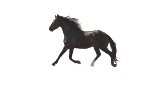 Galloping Black Mustang Vinyl Car Decal Sticker – Waterproof & UV-Resistant 