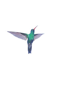 Colorful Colibry Vinyl Car Decal Sticker – Waterproof & UV-Resistant 