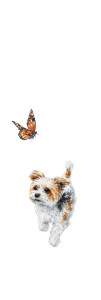 Biewer Terrier Chasing Vinyl Car Decal Sticker – Waterproof & UV-Resistant Biewer Terrier Chasing Vinyl Car Decal Sticker – Waterproof & UV-Resistant