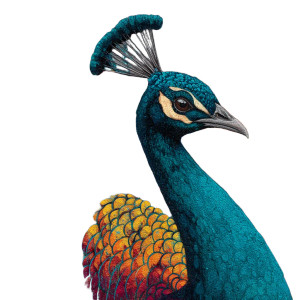 Vivid Peacock Display Vinyl Car Decal Sticker – Waterproof & UV-Resistant 