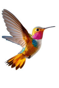 Vibrant Hummingbird Close-Up Vinyl Car Decal Sticker – Waterproof & UV-Resistant 