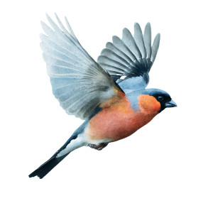 Flying Bullfinch Vinyl Car Decal Sticker – Waterproof & UV-Resistant  Flying Bullfinch Vinyl Car Decal Sticker – Waterproof & UV-Resistant