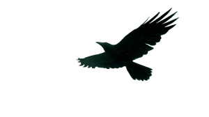 Giant Black Crow Vinyl Car Decal Sticker – Waterproof & UV-Resistant 