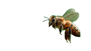 Flying Honeybee Vinyl Car Decal Sticker – Waterproof & UV-Resistant Flying Honeybee Vinyl Car Decal Sticker – Waterproof & UV-Resistant