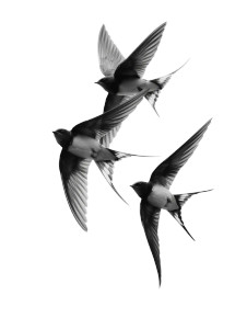 Flying Swallow Birds Vinyl Car Decal Sticker – Waterproof & UV-Resistant Flying Swallow Birds Vinyl Car Decal Sticker – Waterproof & UV-Resistant