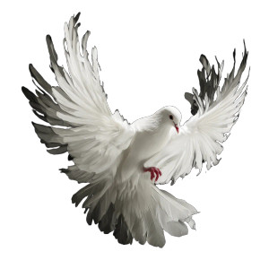 White Dove V4 Vinyl Car Decal Sticker – Waterproof & UV-Resistant 