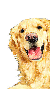 Quirky Golden Retriever Vinyl Car Decal Sticker – Waterproof & UV-Resistant 