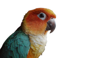 Pet Parrot Vinyl Car Decal Sticker – Waterproof & UV-Resistant Pet Parrot Vinyl Car Decal Sticker – Waterproof & UV-Resistant