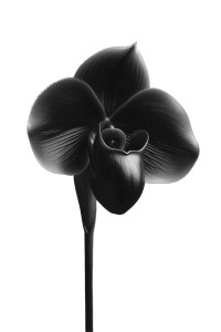 Black Orchid V2 Vinyl Car Decal Sticker – Waterproof & UV-Resistant 