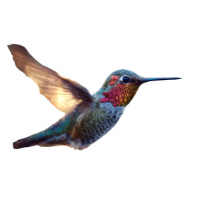 Frozen Hummingbird Vinyl Car Decal Sticker – Waterproof & UV-Resistant Frozen Hummingbird Vinyl Car Decal Sticker – Waterproof & UV-Resistant