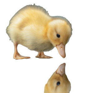 Yellow Duckling Reflection Vinyl Car Decal Sticker – Waterproof & UV-Resistant 