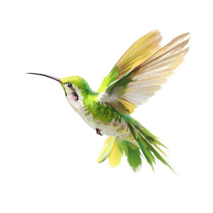 Green Hummingbird Vinyl Car Decal Sticker – Waterproof & UV-Resistant 