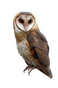 Australian Masked Owl Vinyl Car Decal Sticker – Waterproof & UV-Resistant 