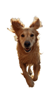 Golden Retriever Running V4 Vinyl Car Decal Sticker – Waterproof & UV-Resistant 