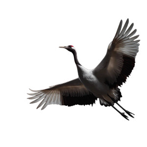 Red-Crowned Crane Vinyl Car Decal Sticker – Waterproof & UV-Resistant 