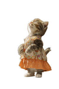 Kitten With Dress Vinyl Car Decal Sticker – Waterproof & UV-Resistant 