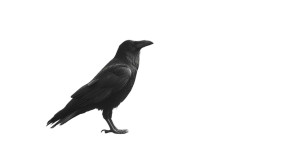Sunlit Raven Perched Vinyl Car Decal Sticker – Waterproof & UV-Resistant Sunlit Raven Perched Vinyl Car Decal Sticker – Waterproof & UV-Resistant
