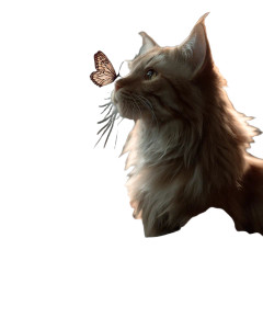 Fluffy Ginger Cat Vinyl Car Decal Sticker – Waterproof & UV-Resistant Fluffy Ginger Cat Vinyl Car Decal Sticker – Waterproof & UV-Resistant