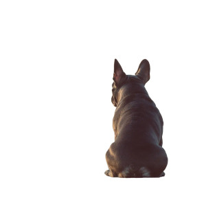 French Bulldog Beach Vinyl Car Decal Sticker – Waterproof & UV-Resistant 