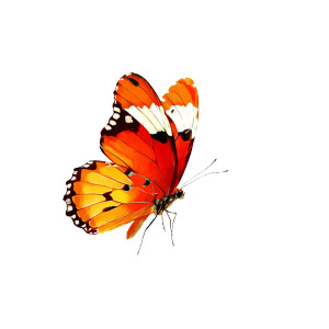 Colorful Cartoon Butterfly V2 Vinyl Car Decal Sticker – Waterproof & UV-Resistant 