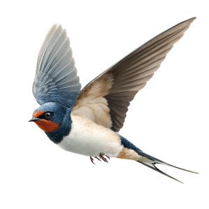 Swallow In Flight Vinyl Car Decal Sticker – Waterproof & UV-Resistant 