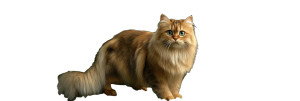 Golden British Cat Vinyl Car Decal Sticker – Waterproof & UV-Resistant 