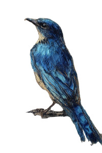 Two Birds Chirping Vinyl Car Decal Sticker – Waterproof & UV-Resistant 