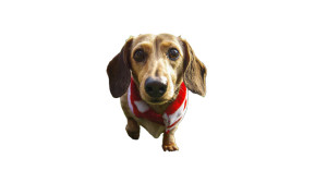 Dachshund On Field Vinyl Car Decal Sticker – Waterproof & UV-Resistant 