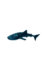Whale Shark Gliding Vinyl Car Decal Sticker – Waterproof & UV-Resistant 