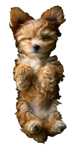 Sleeping Maltipoo Puppy Vinyl Car Decal Sticker – Waterproof & UV-Resistant 