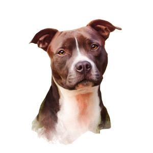 Bobo The Terrier Vinyl Car Decal Sticker – Waterproof & UV-Resistant 