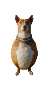 Fat Basenji Dog Vinyl Car Decal Sticker – Waterproof & UV-Resistant 