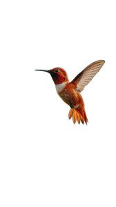 Hovering Hummingbird V2 Vinyl Car Decal Sticker – Waterproof & UV-Resistant Hovering Hummingbird V2 Vinyl Car Decal Sticker – Waterproof & UV-Resistant