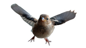 Flying Baby Bird Vinyl Car Decal Sticker – Waterproof & UV-Resistant 