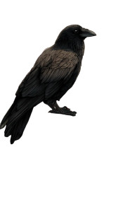 Raven On Books Vinyl Car Decal Sticker – Waterproof & UV-Resistant 