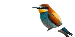 Bird Life Vinyl Car Decal Sticker – Waterproof & UV-Resistant 