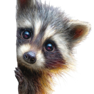 Cute Cartoon Raccoon V3 Vinyl Car Decal Sticker – Waterproof & UV-Resistant 