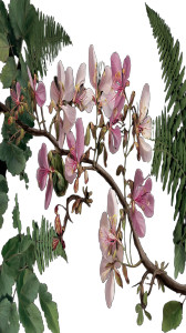 Orchid Tree Branch Vinyl Car Decal Sticker – Waterproof & UV-Resistant Orchid Tree Branch Vinyl Car Decal Sticker – Waterproof & UV-Resistant