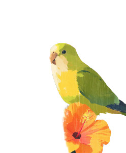 Carolina Parakeet Vinyl Car Decal Sticker – Waterproof & UV-Resistant 