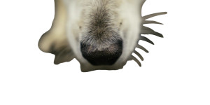 Dog'S Nose Sniffing Vinyl Car Decal Sticker – Waterproof & UV-Resistant Dog'S Nose Sniffing Vinyl Car Decal Sticker – Waterproof & UV-Resistant